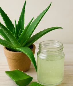 Aloe Vera Plant and Aloe Vera Extract