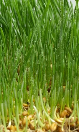Sprouted Wheat Grain