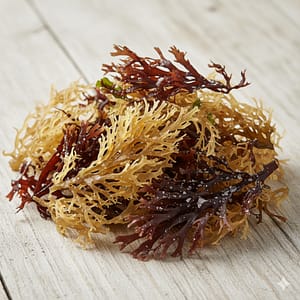 Carrageen-Producing Seaweeds