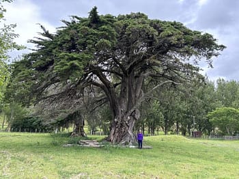 A tall, big, old tree