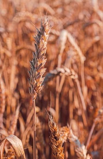 Wheat field