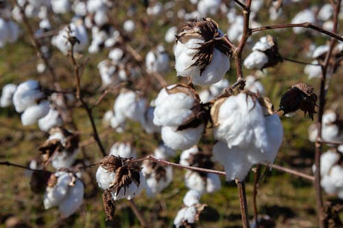 natural fibers of cotton