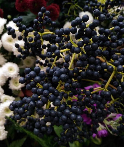 The power of Elderberry 