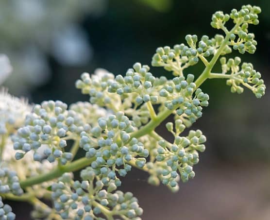 Elderberry buds