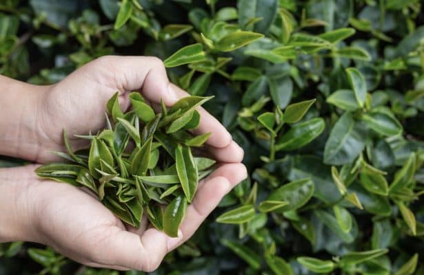 natural ingredient swap