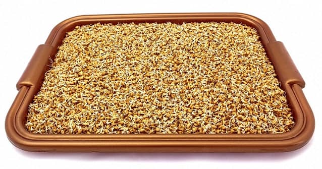 Sprouted Grains