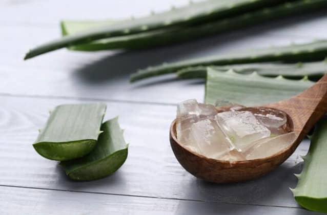 Aloe vera