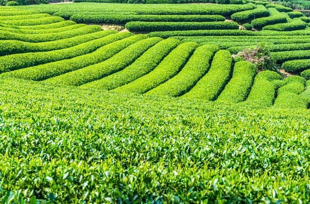 Tea fields