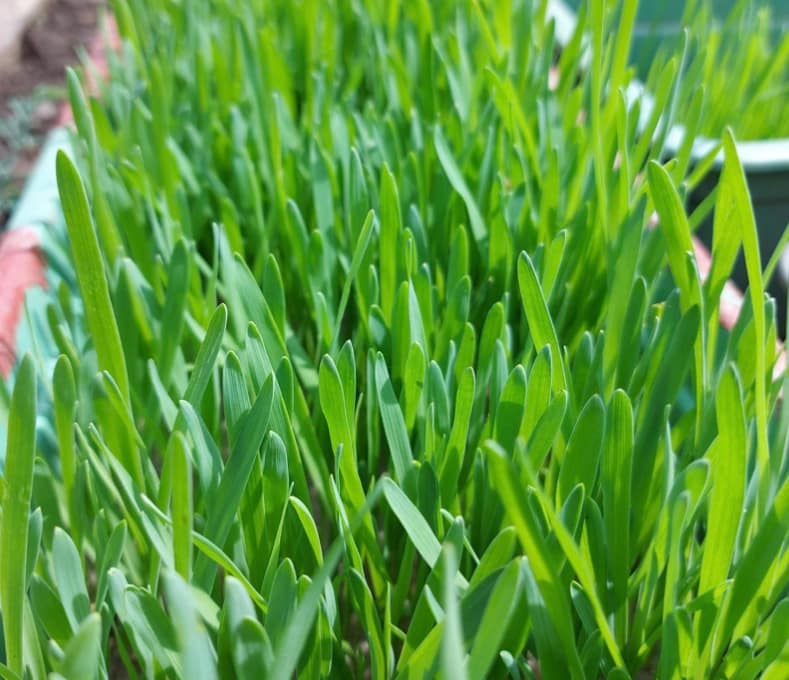 Sprouting Grains Made Easy