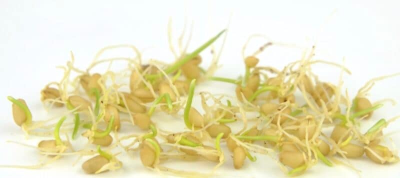 The Amazing Benefits of Sprouted Grains