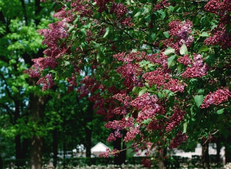 Harvesting the Potency of Elderberry