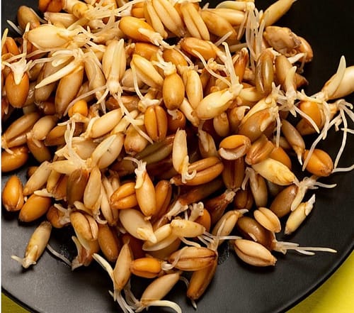 Germinated grain